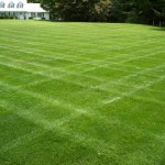lawncare