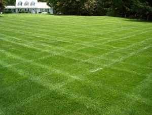 lawncare